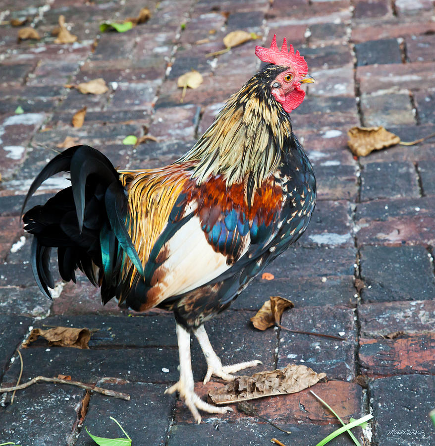 Rooster Photograph - Cock-a-Doodle-Doo Key West Rooster Florida Keys by Michelle Constantine