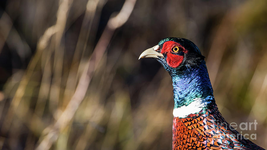 Cock Pheasant in Fall Photograph by Torbjorn Swenelius