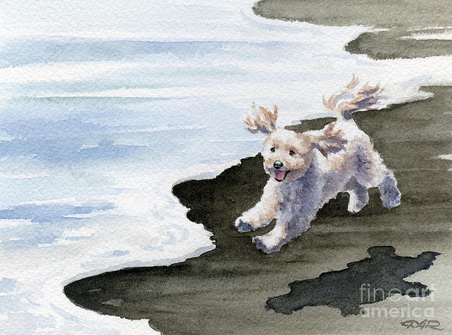 Beach Painting - Cockapoo at the Beach by David Rogers