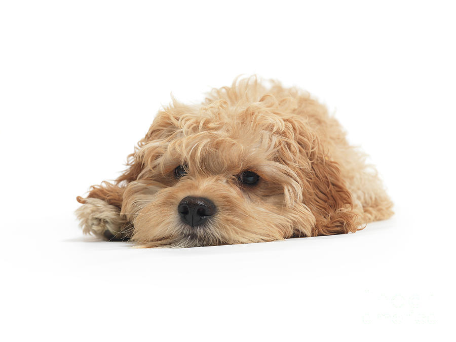 Dog Photograph - Cockapoo Dog Isolated on White Background by Maxim Images Exquisite Prints