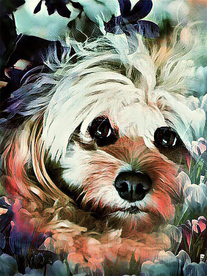 Cockapoo Puppy Digital Art by Kathy Kelly