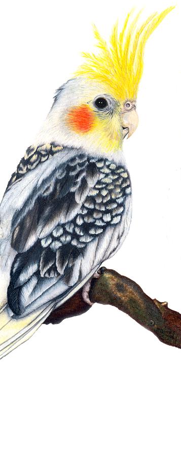 Cockatiel 2 Drawing by Kristen Wesch