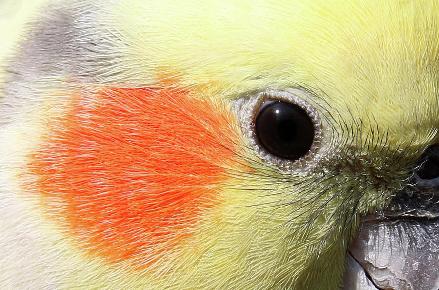Cockatiel - Close-up 02 Photograph by Pamela Critchlow