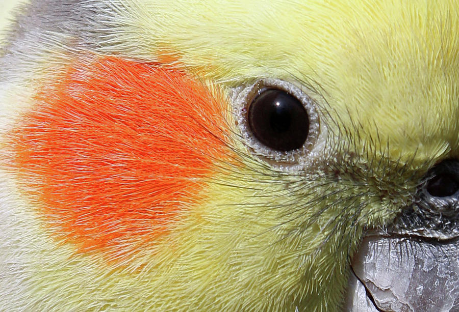 Cockatiel - Close-up Photograph by Pamela Critchlow