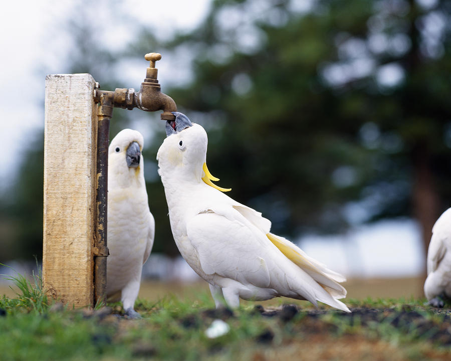 Parrot Photograph - Cockatiel Nymphicus Hollandicus by Panoramic Images