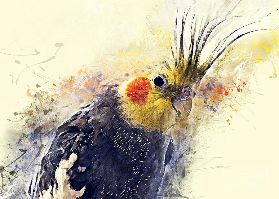 Cockatiel Watercolor Art Painting by Justyna Jaszke JBJart
