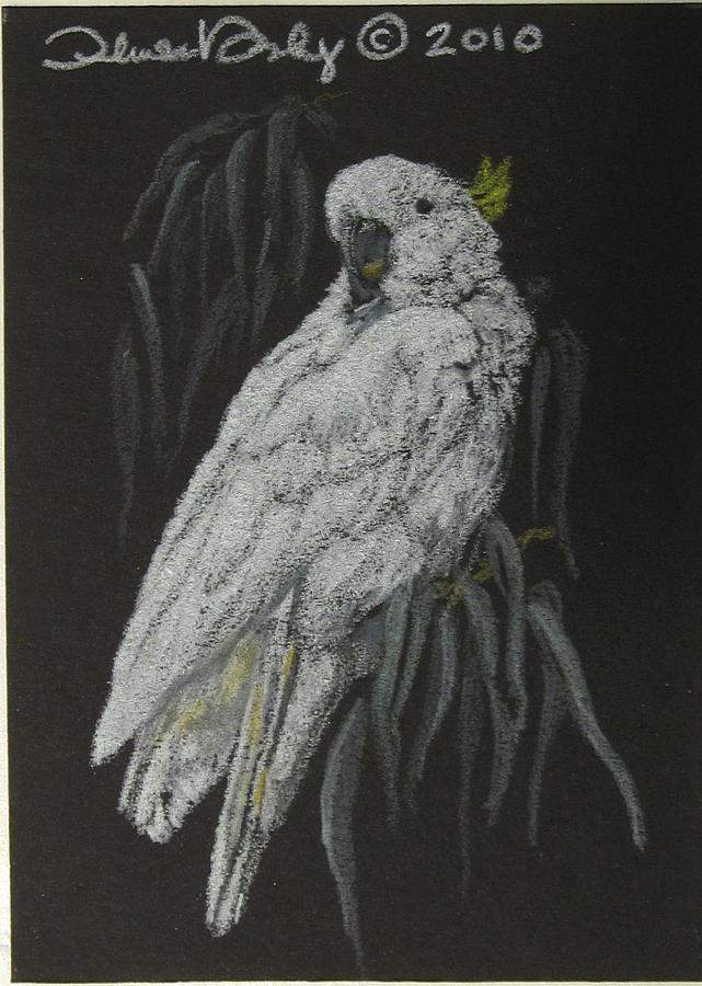 Bird Drawing - Cockatoo - Mini Art by Theresa Higby Bird Drawing - Cockatoo - Mini Art by Theresa Higby