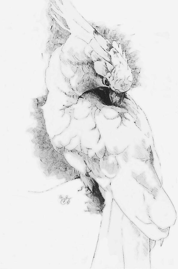 Cockatoo Drawing by Barbara Keith