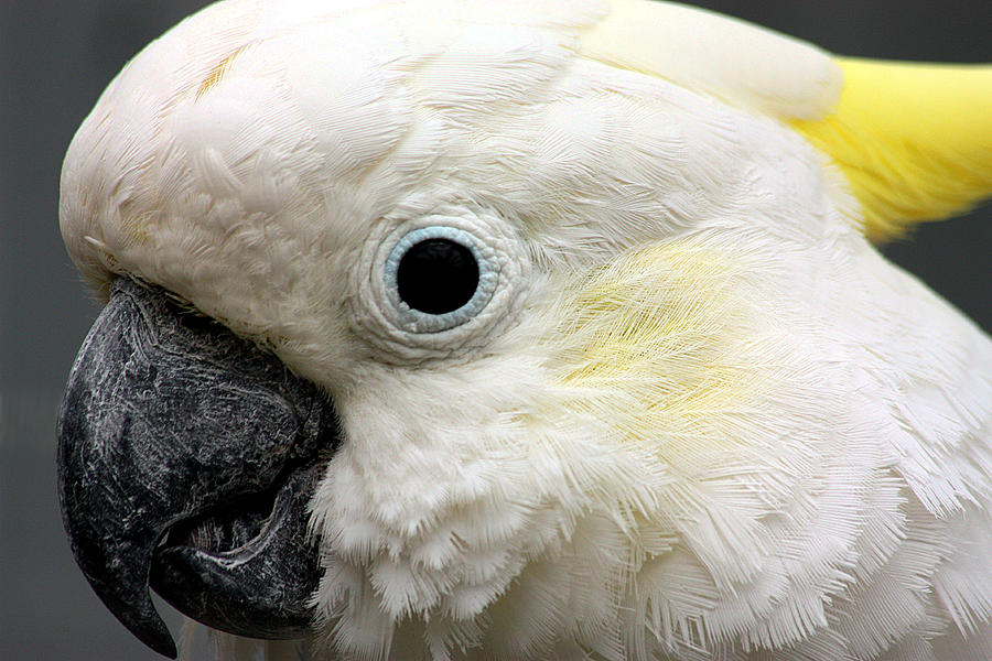 Cockatoo Close Up Photograph by Sheila Brown
