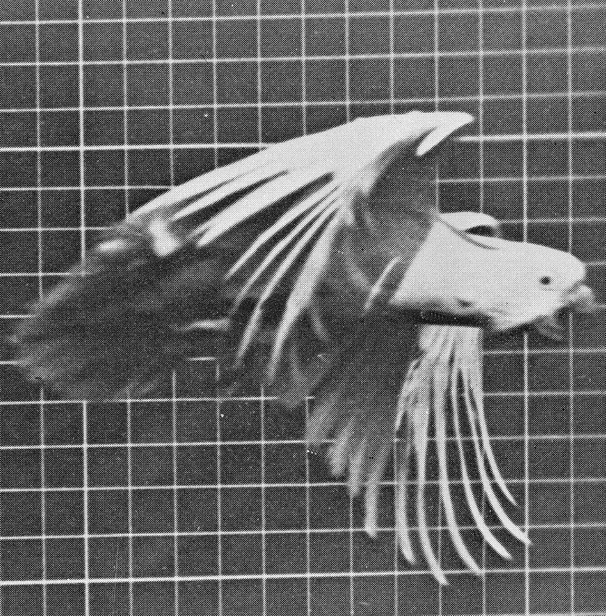 Parakeet Photograph - Cockatoo in flight by Eadweard Muybridge