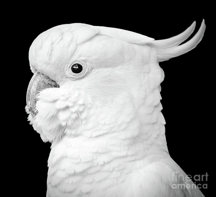 Cockatoo Isolated Black And White Photograph