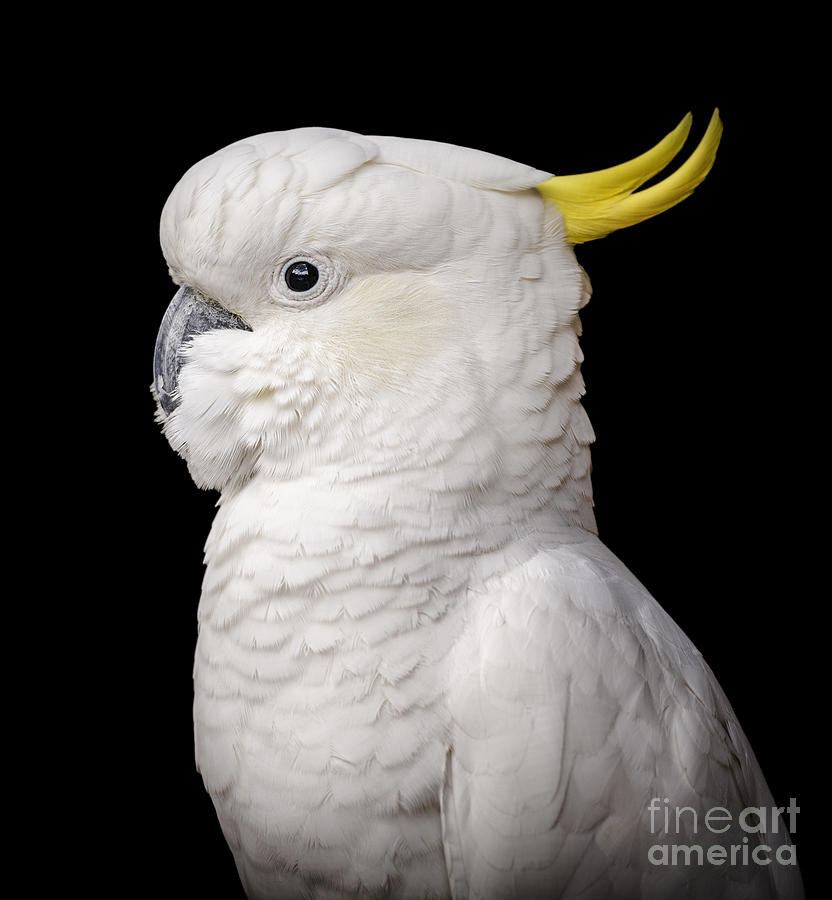 Cockatoo Isolated Photograph by THP Creative