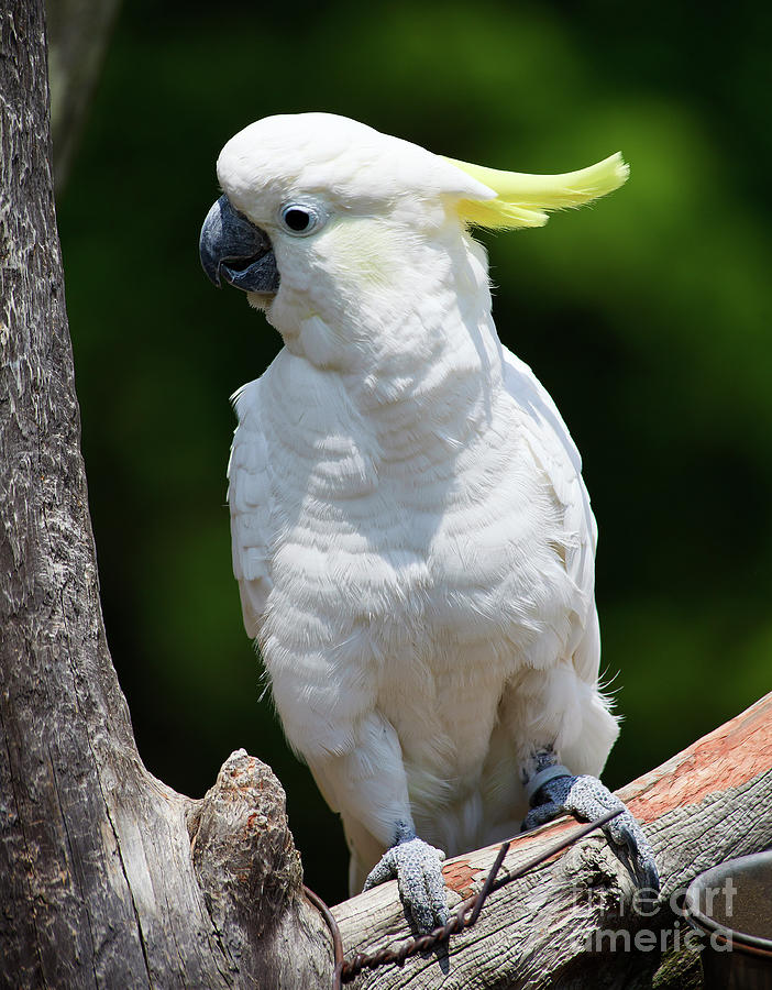 Cockatoo Photograph by Jill Lang
