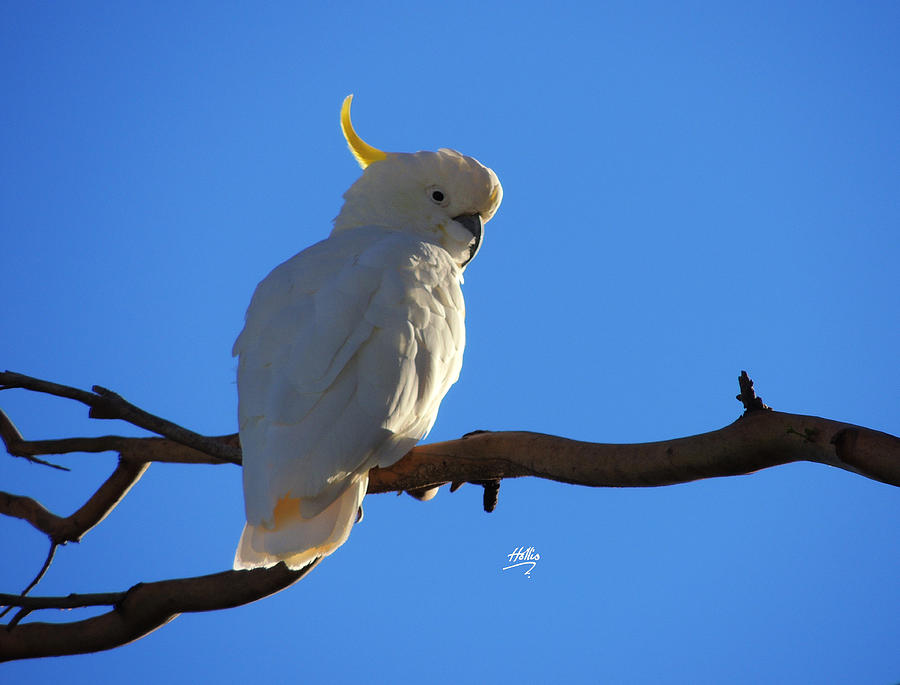 Cockatoo Photograph by Linda Hollis