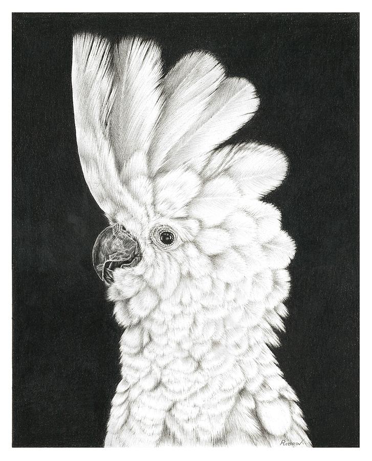 Cockatoo Drawing by Casey Remrov Vormer