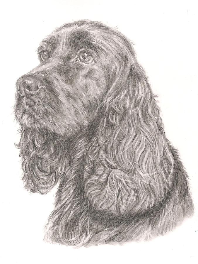 Cocker Spaniel Black Drawing by Rebecca Vose