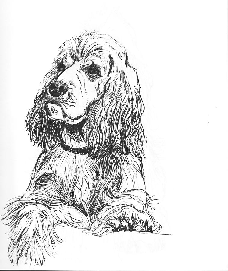Cocker Spaniel Dog Sketch On White Background Royalty Free SVG Cliparts  Vectors And Stock Illustration Image 178374529