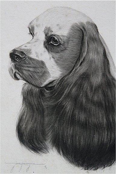 Cocker Spaniel Dog Study Drawing by Jimmy Quinzon