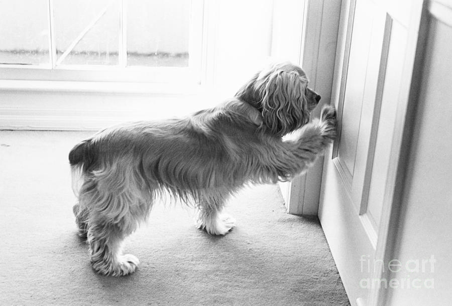 Cocker Spaniel Opening A Door Photograph by Lynn Lennon