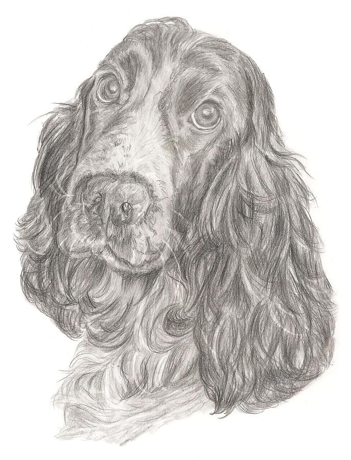 Cocker Spaniel Drawing by Rebecca Vose