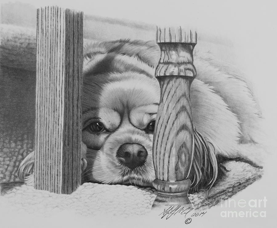 Black And White Drawing - Cocker Spaniel by Stephen McCall
