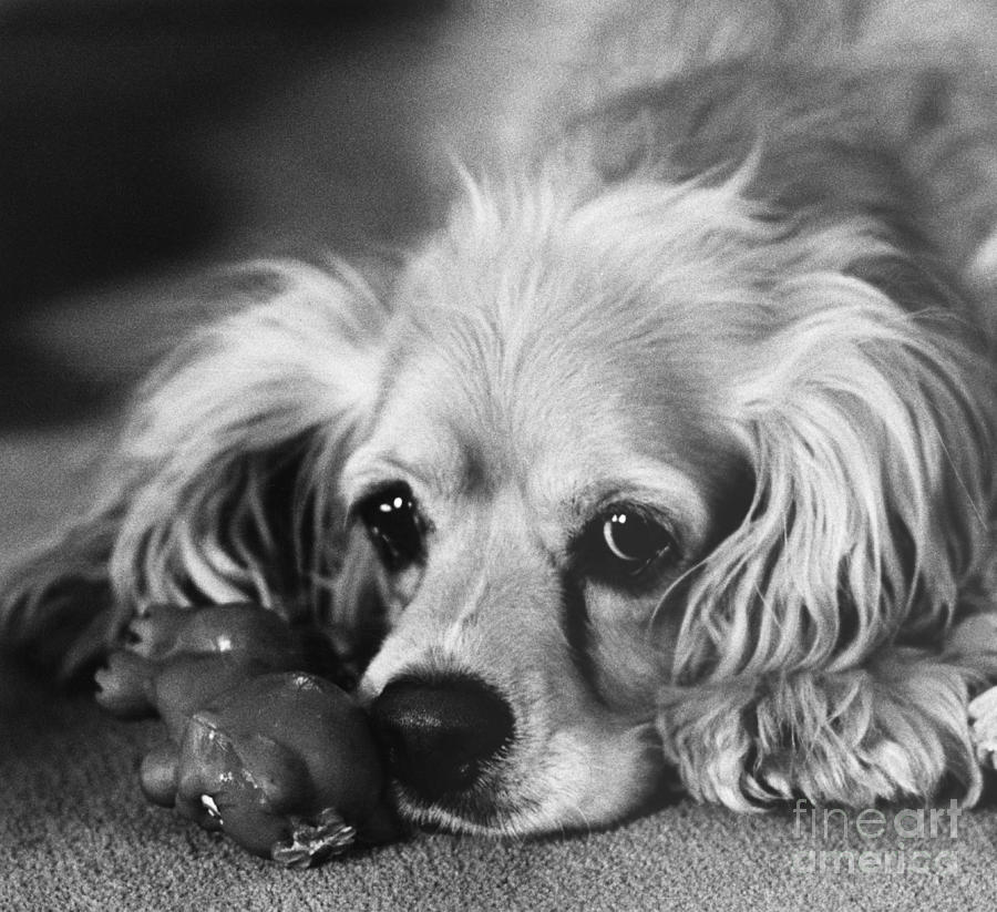 Cocker Spaniel With Dog Toy Photograph by Lynn Lennon