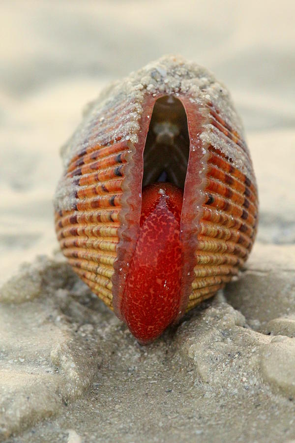 Cockle Tongue Photograph by Sean Allen