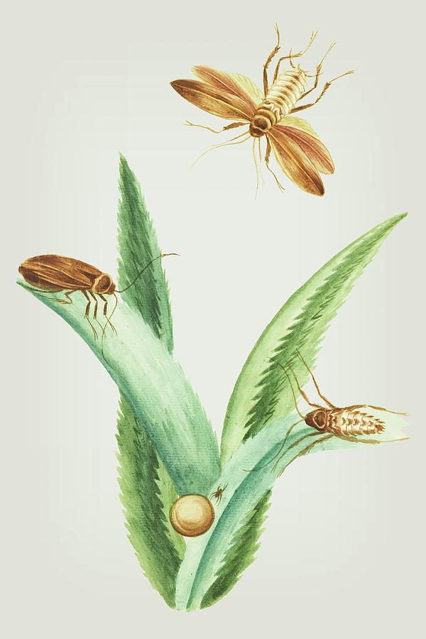 Cockroaches With An Egg On Ananas Leaves by Cornelis Markee 1763 Mixed Media by Movie Poster Prints