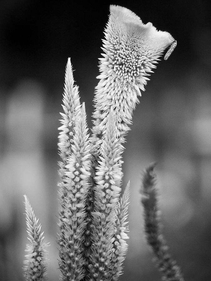 Cockscomb in Black and White Photograph by Rachel Morrison