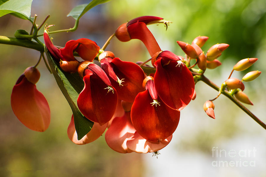 Flower Photograph - Cockspur Coral Tree Flowers by Mary Jane Armstrong