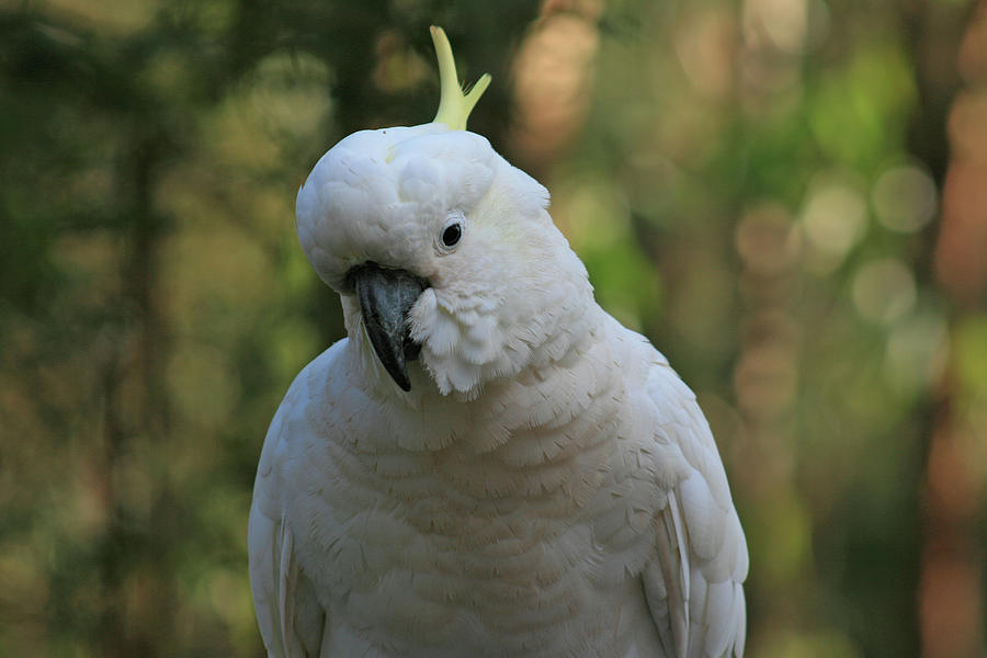 Cockatoo Photograph - Cocky by Douglas Barnard