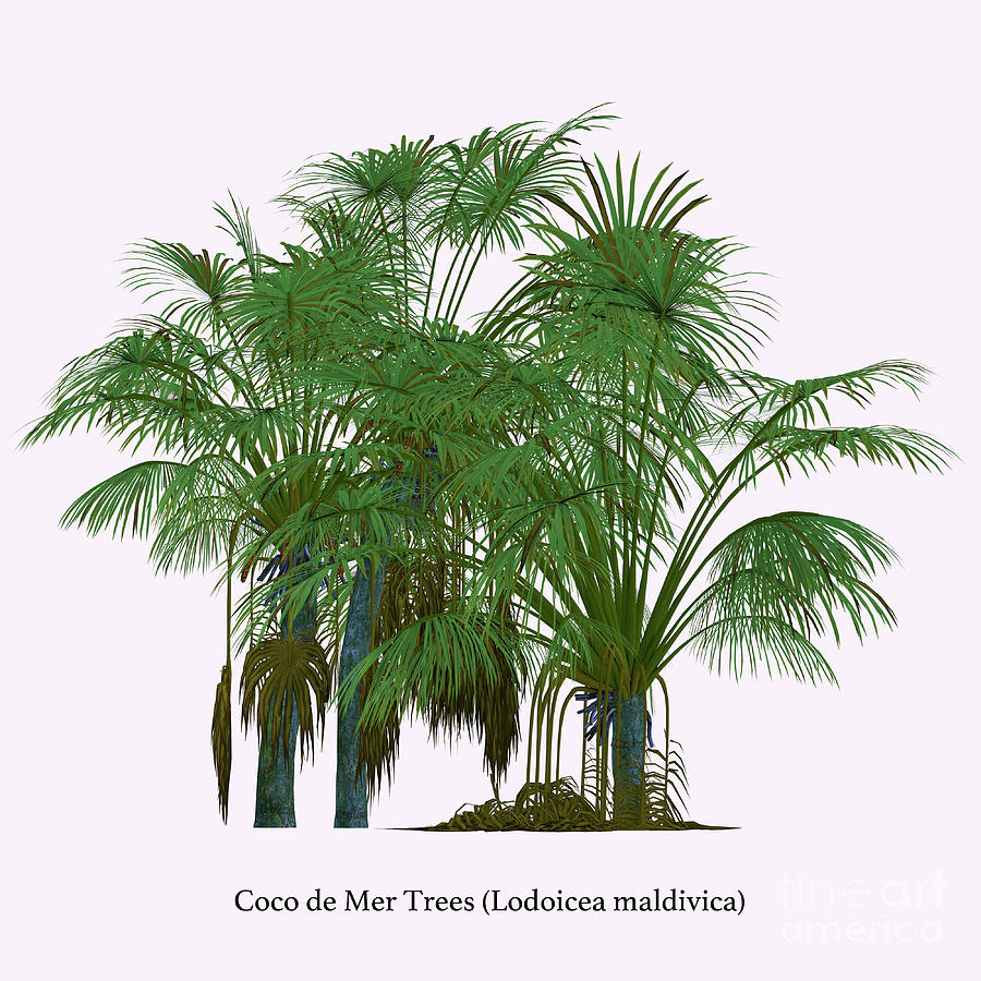 Coco de Mer Tree Digital Art by Corey Ford