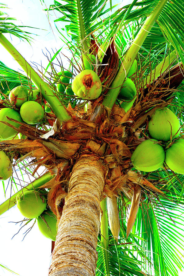 Coco Palm Photograph by Alison Belsan Horton