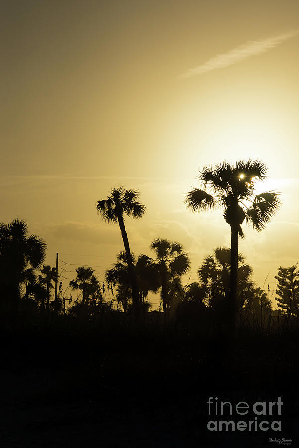 Cocoa Palm Silhouette Photograph by Jennifer White
