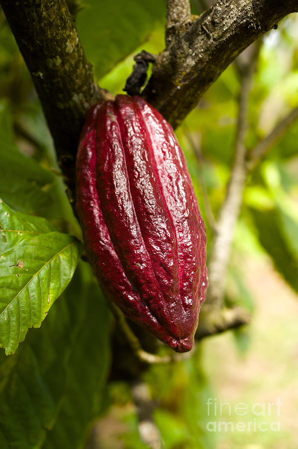 Cocoa Pod  Photograph by Laura Forde
