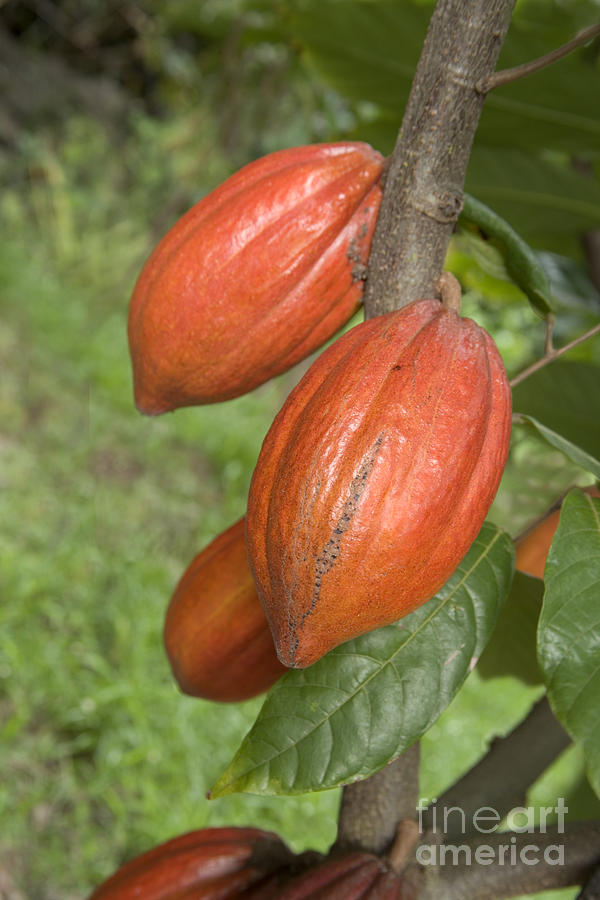 Cocoa Pods Photograph by Inga Spence