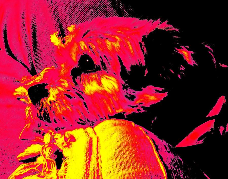 Cocoa Thinking About Her Bone Digital Art by Vickie G Buccini