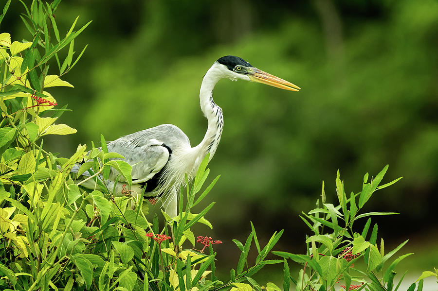 Cocoi Heron in berry bush Photograph by Steven Upton