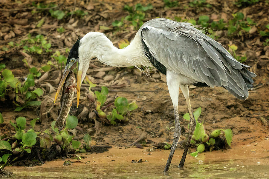 Cocoi Heron with catch Photograph by Steven Upton