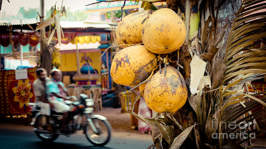 Coconut bike Photograph by Raimond Klavins