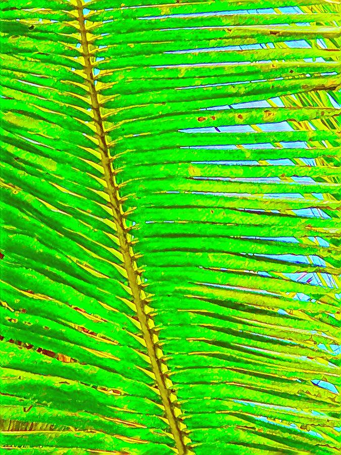 Coconut Frond in Green Photograph by Joalene Young