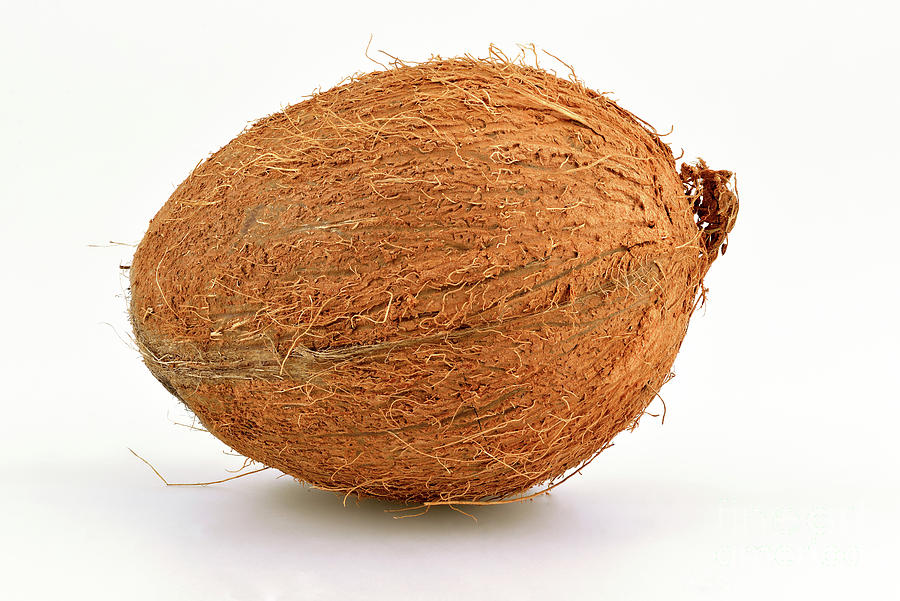 Coconut Photograph by George Atsametakis