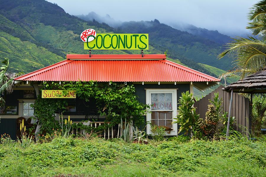 Coconut Hut Photograph by Carolyn Mickulas
