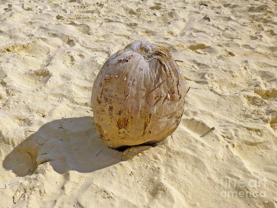 Coconut in the sand Photograph by Francesca Mackenney
