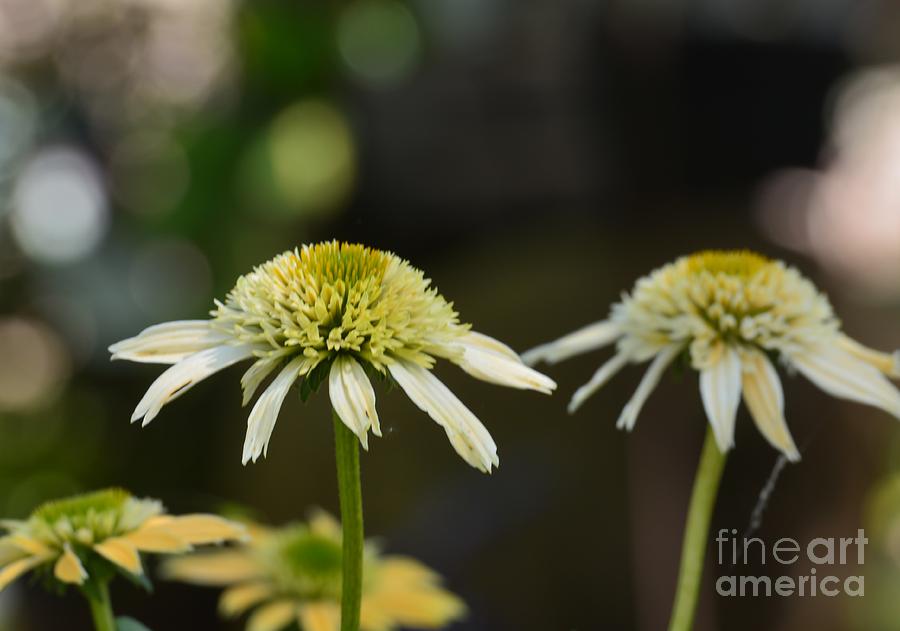 Coconut Lime Echinacea Photograph by Maria Urso
