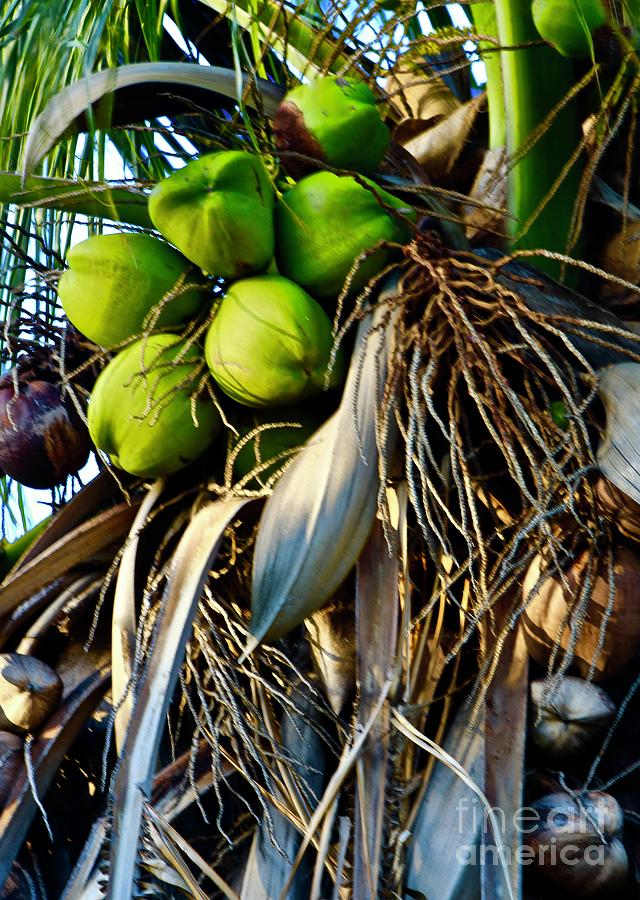 Coconut New and Old Photograph by Craig Wood