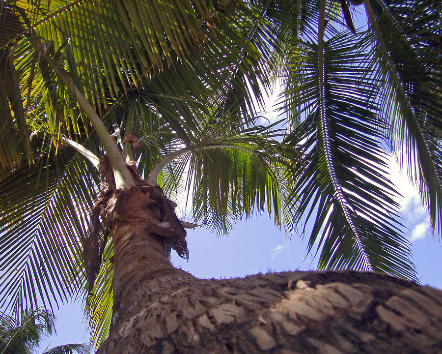Coconut Palm Photograph by Adam Johnson