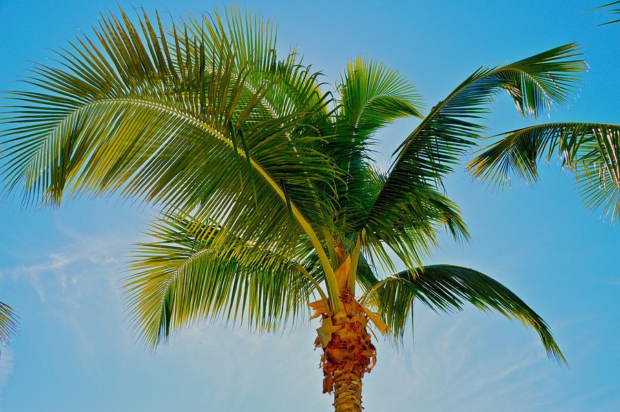 Coconut Palm Photograph by Dale Chapel - Fine Art America