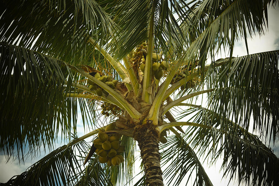 Coconut Palm Photograph by Frank Wilson