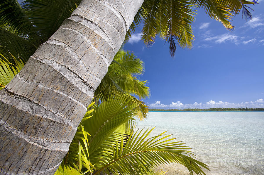 Paradise Photograph - Coconut Palm, French Polynesia by Jean-Louis Klein & Marie-Luce Hubert